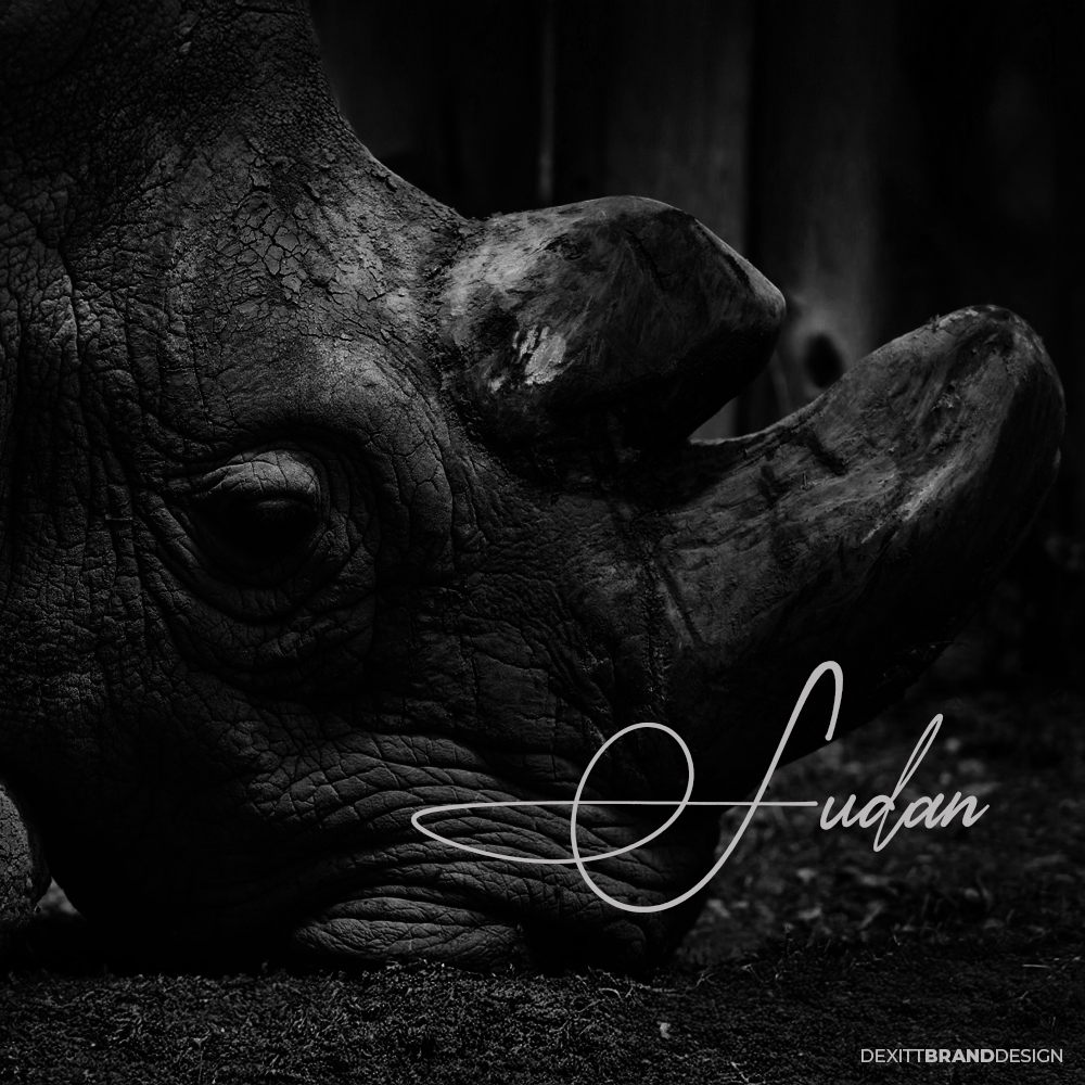 Dexitt Brand Design work